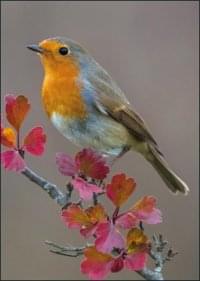 Nature Cards