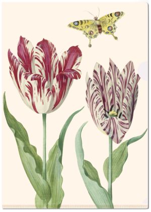 L-mapje A4 formaat: Tulpen/Tulips, Jacob Marrel, Collection Rijksmuseum Amsterdam