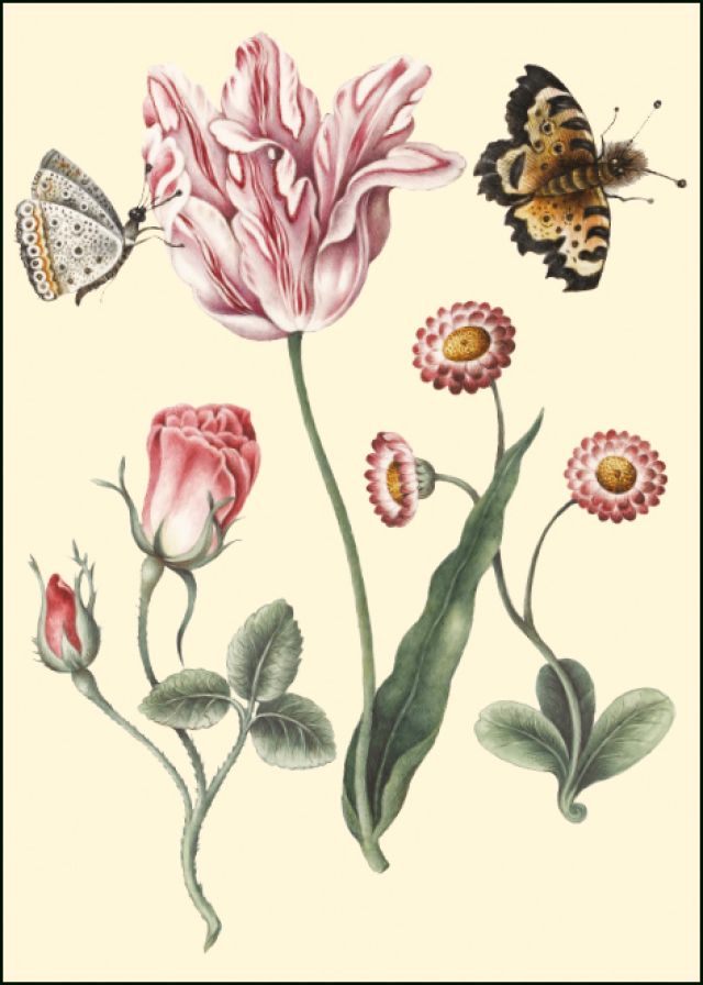 A 'broken' Tulip, Nicolas Robert, The Fitzwilliam Museum