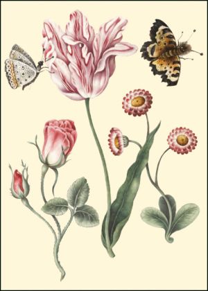 A 'broken' Tulip, Nicolas Robert, The Fitzwilliam Museum