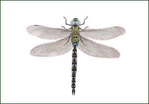 Groene glazenmaker, Lonneke Grimbergen, Natuurmonumenten