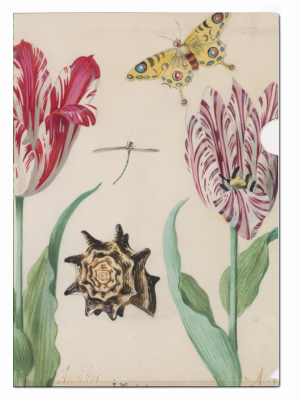 L-mapje A4 formaat: Twee Tulpen een schelp, Jacob Marrel, Rijksmuseum