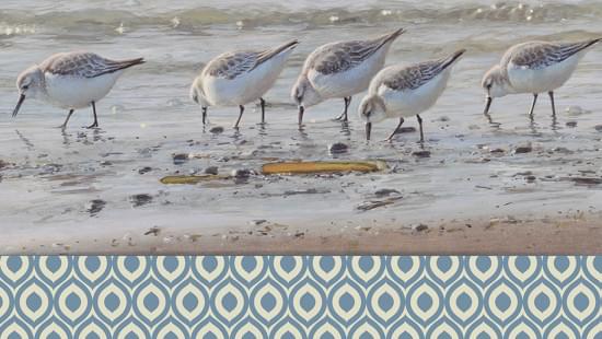 Vogelbescherming Nederland