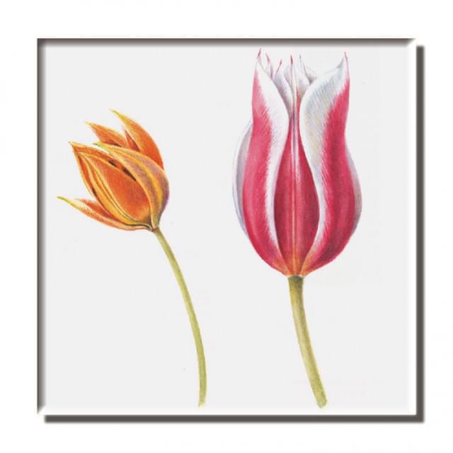 Koelkastmagneet: Collage of Tulips (details), Anita Walsmit Sachs