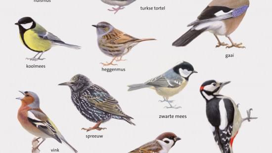 Raamstickers: Vogels, Elwin van der Kolk, Vogelbescherming Nederland