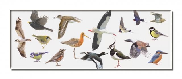 Koelkastmagneet: Vogels, Elwin van der Kolk, Vogelbescherming Nederland