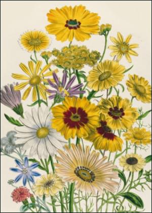 Margrieten, Jane Loudon