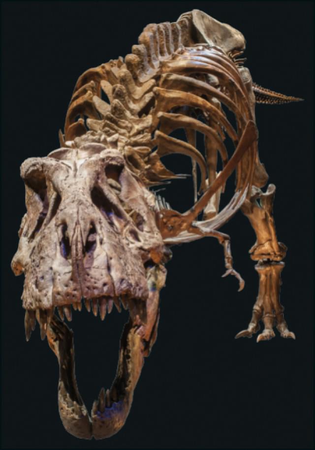 T.rex, Naturalis