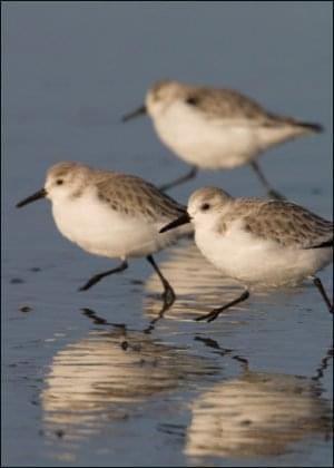 Drieteenstrandloper, AGAMI, Vogelbescherming Nederland