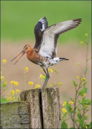 Grutto, AGAMI, Vogelbescherming Nederland