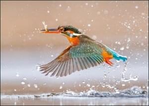 IJsvogel, AGAMI, Vogelbescherming Nederland