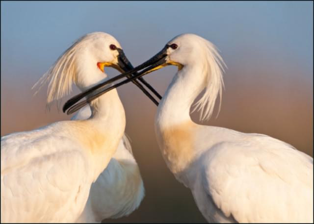 Lepelaar, AGAMI, Vogelbescherming Nederland