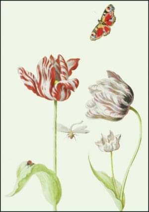 Tulpen / Tulips, Jacob Marrel, Collection Rijksmuseum Amsterdam