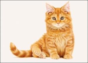 Franciens Katten, Francien van Westering