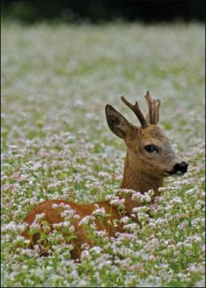 Ree, Ben Walet, Natuurmonumenten