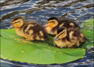 Jonge wilde eenden, Thea Bezemer, Natuurmonumenten