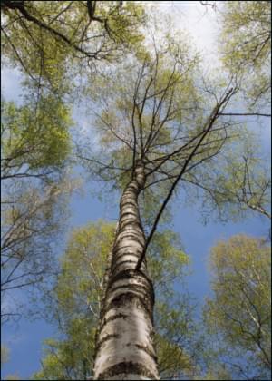 Ruwe berk, Irene Lodder, Natuurmonumenten