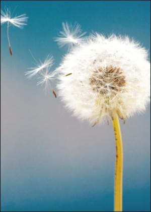 Paardenbloemen, Chantal Tamming, Natuurmonumenten