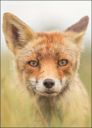 Vos, Pauline Helders, Natuurmonumenten