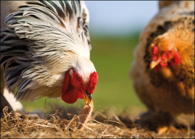 Kippen, Dierenbescherming