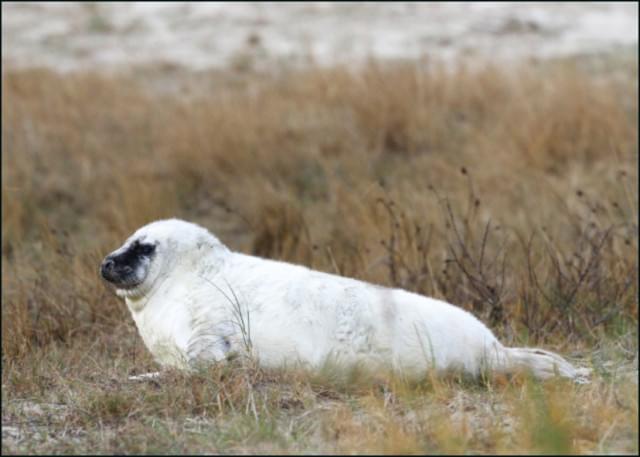 Pup van grijze zeehond, Sander van Dijk, Zeehondencentrum Pieterburen