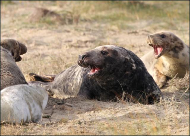 Grijze zeehonden op het strand, Sander van Dijk, Zeehondencentrum Pieterburen