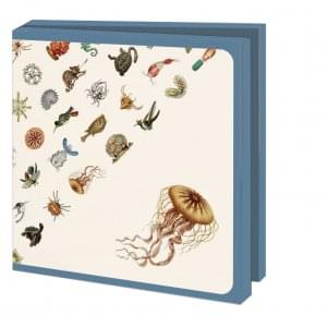 Kaartenmapje met env, vierkant: Art Forms in Nature, Ernst Haeckel, Teylers Museum