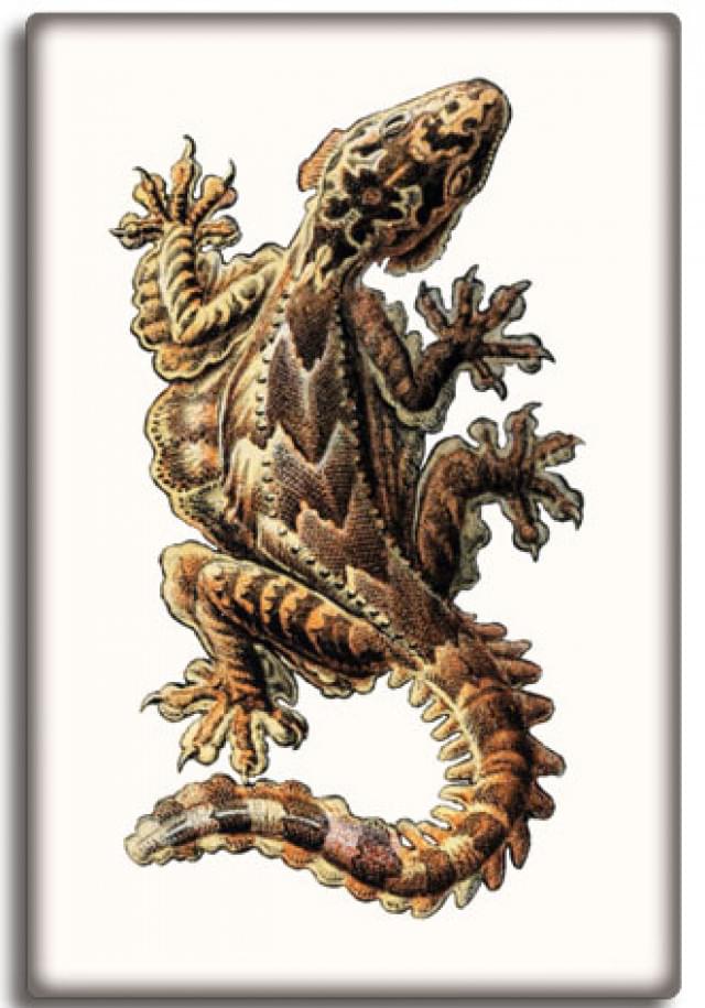 Koelkastmagneet: Ernst Haeckel 6, Teylers Museum
