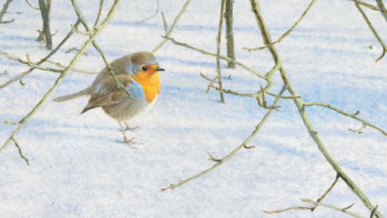 Roodborst in de winter, Elwin van der Kolk, Natuurpunt