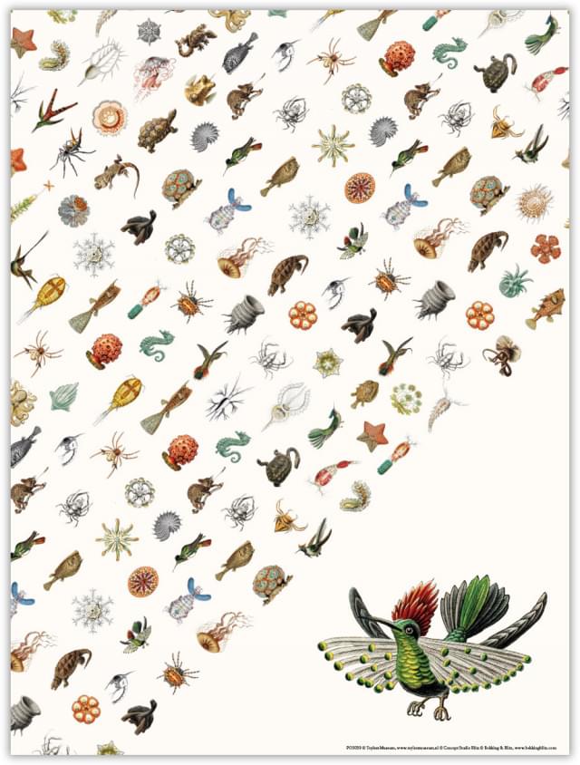 Poster: Art Forms of Nature (Vogel), Ernst Haeckel, Teylers Museum
