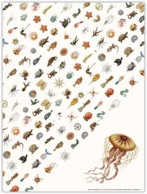 Poster: Art Forms of Nature (Kwal), Ernst Haeckel, Teylers Museum