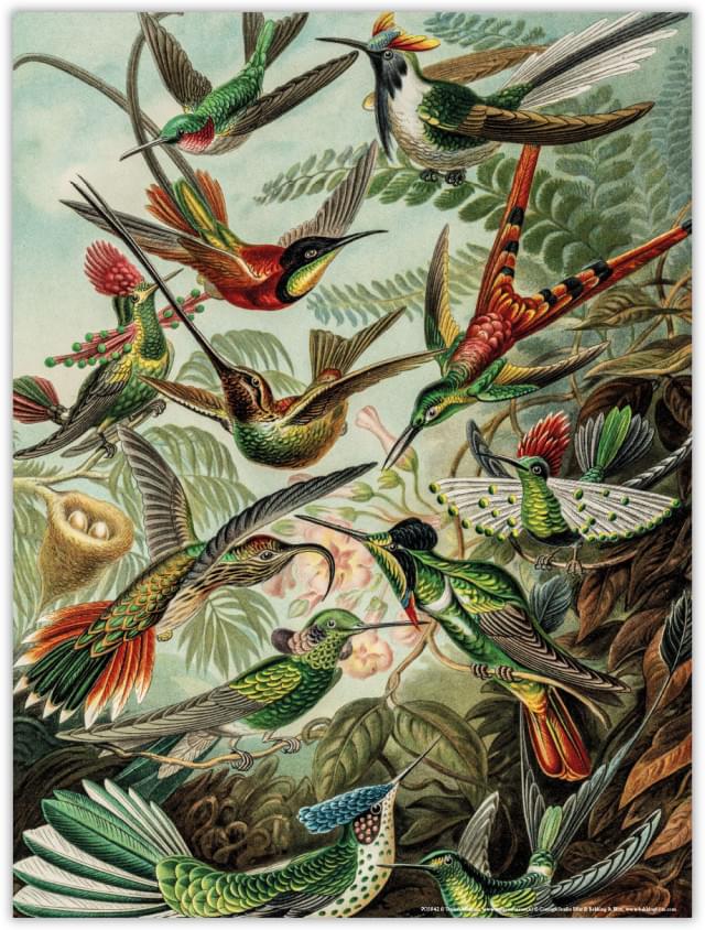 Poster: Art Forms of Nature (Vogels), Ernst Haeckel, Teylers Museum