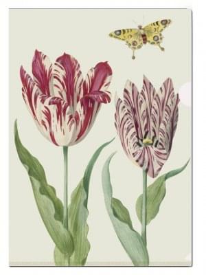 L-mapje A4 formaat: Tulpen/Tulips, Jacob Marrel, Collection Rijksmuseum Amsterdam
