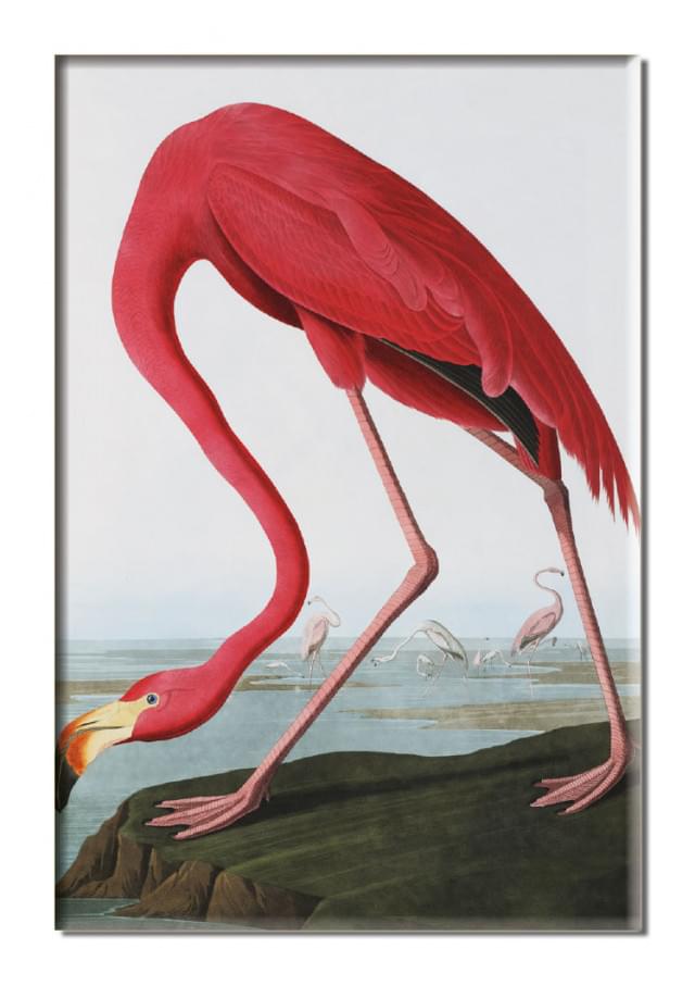 Koelkastmagneet: American Flamingo, John James Audubon, Teylers Museum