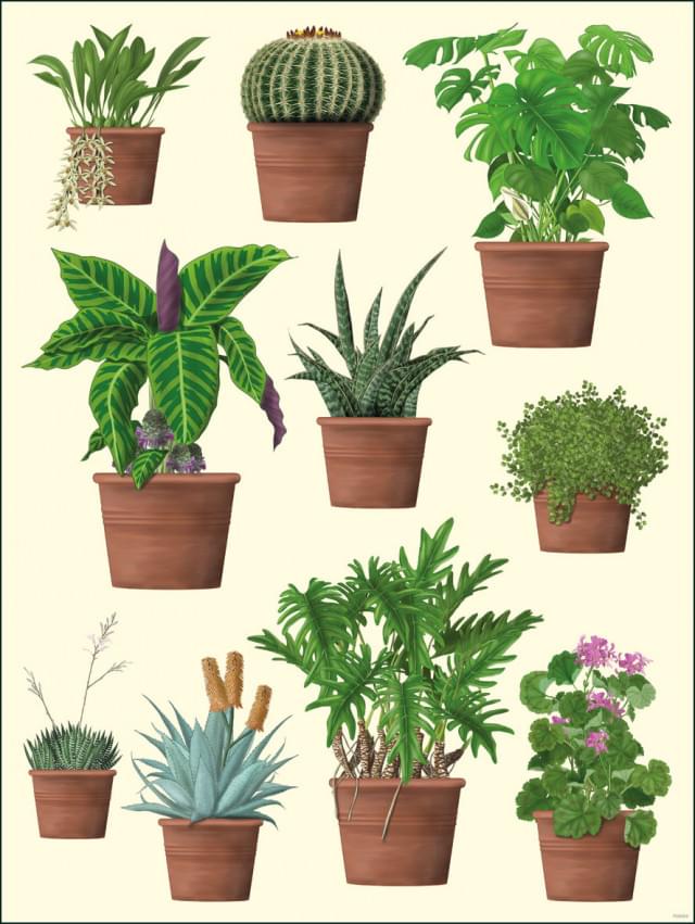 Poster: Houseplants, Kelly van Koppenhagen, Hortus Botanicus Amsterdam