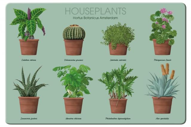 Placemat: Houseplants, Kelly van Koppenhagen, Hortus Botanicus Amsterdam