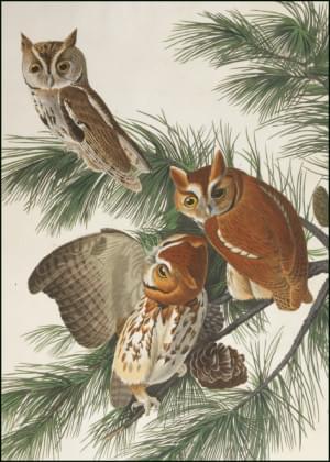 Little Screech Owl, John James Audubon, The Fitzwilliam Museum