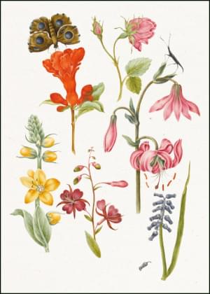 Flower Study, Nicolas Robert, The Fitzwilliam Museum