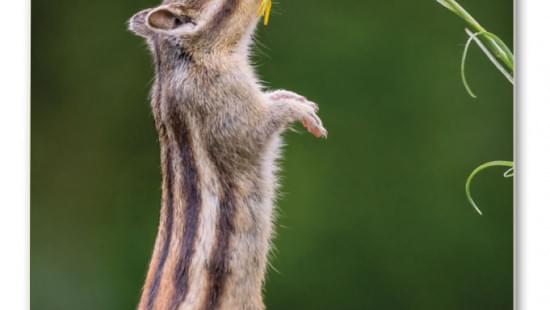 Nederland Natuurland weekkalender 2023