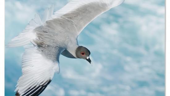 Birds posterkalender 2023, Vogelbescherming