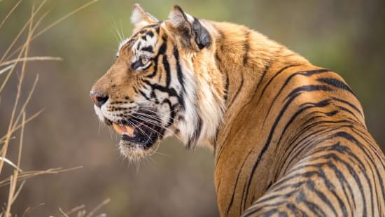 Puzzel (1.000 stukjes): Bengaalse tijger, Jeff Goldberg, Wereld Natuurfonds