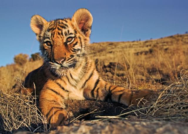 Puzzel (200 stukjes): Welpje Bengaalse tijger, Martin Harvey, Wereld Natuurfonds