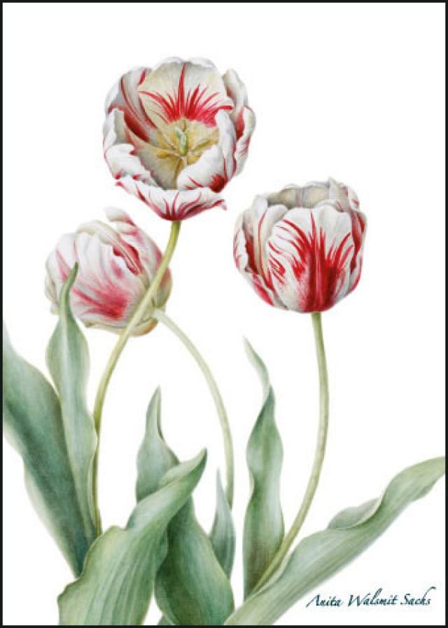 Tulipa Teyler, Anita Walsmit Sachs
