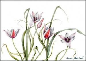Tulipa clusiana, Anita Walsmit Sachs