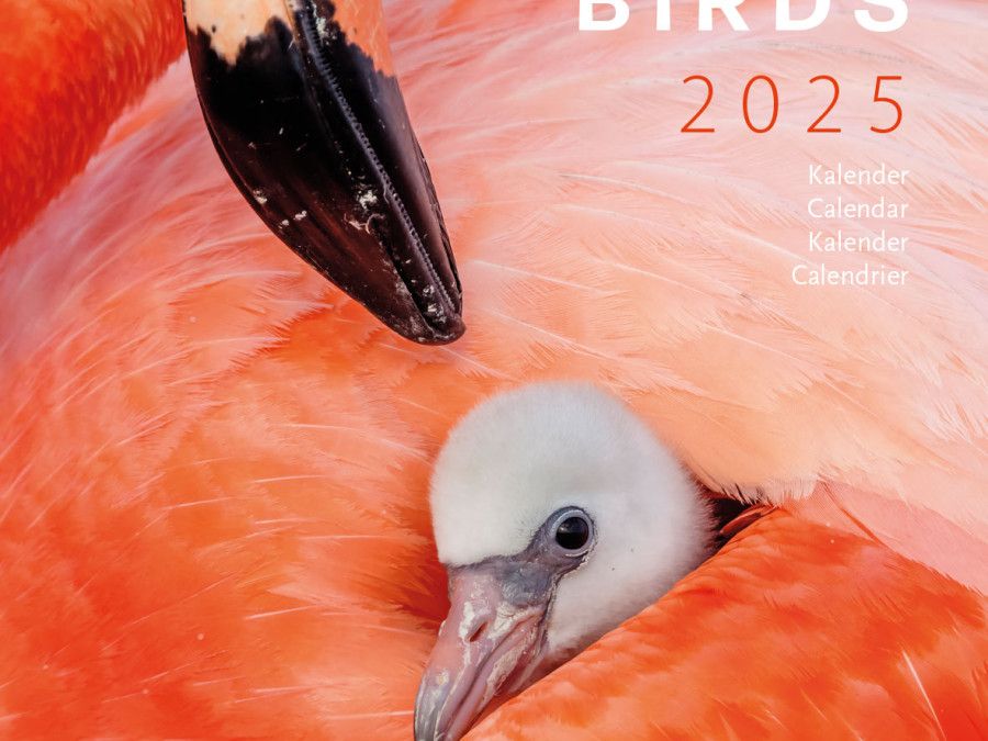 Birdsmonatskalender 2025,, Niederländischer Vogelschutzbund kaufen