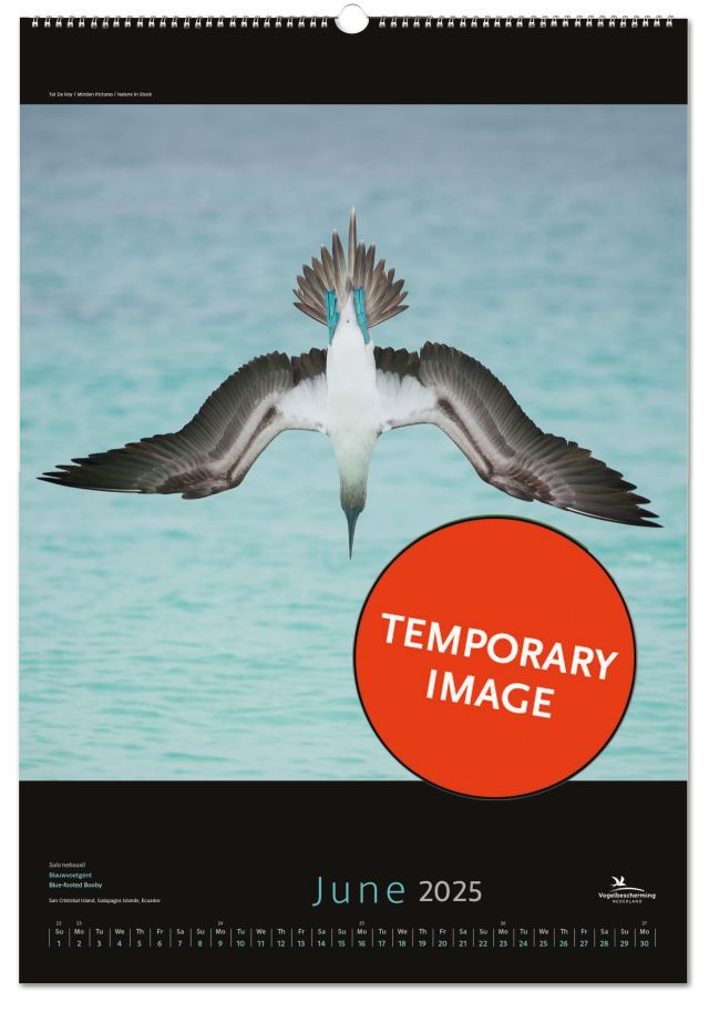 Birds posterkalender 2026, Vogelbescherming