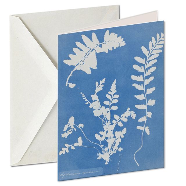 Zeestreepvaren (Asplenium Marinum), Rijksmuseum Amsterdam