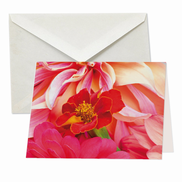 Dahlia’s, Modeste Herwig