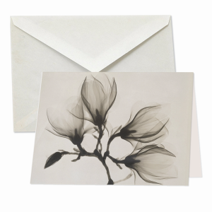 Tak van bloeiende magnolia, Rijksmuseum