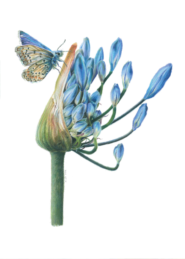 Agapanthus & blauwtje, Nicole Boerema